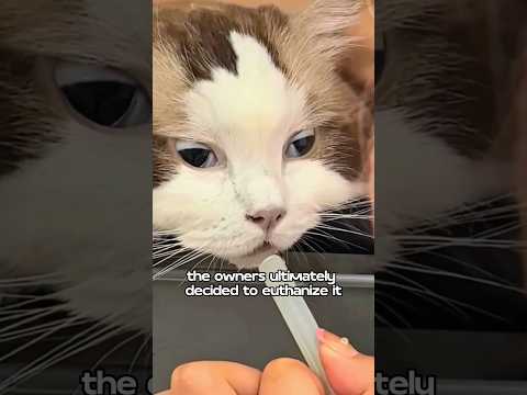 You are my tenth life ❤️#animals #cat #love #foryou #shorts #shortvideo