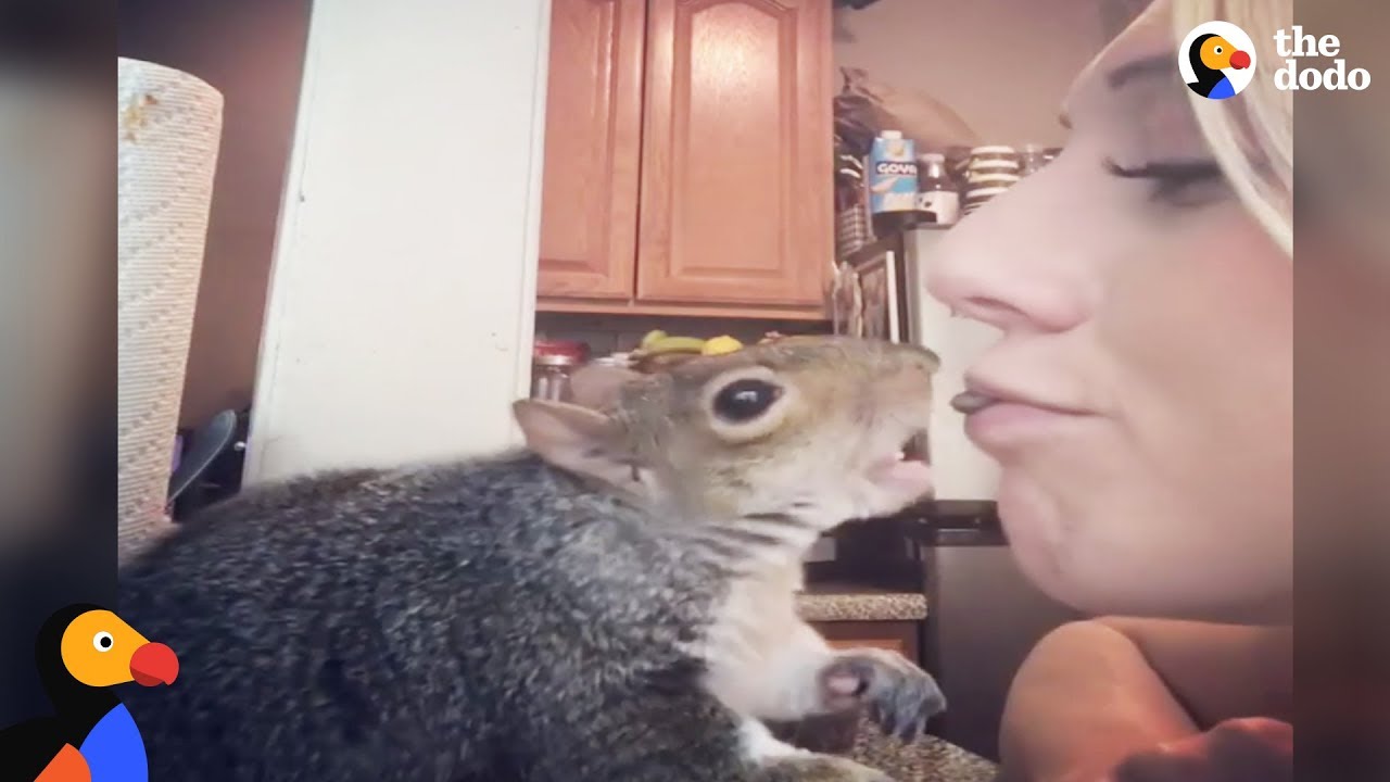 Rescue Squirrel Loves To Eat Veggies And Tuck Herself Into Bed