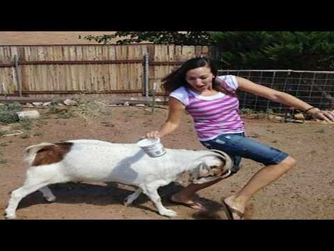 When Aggressive Goats Go On A Rampage
