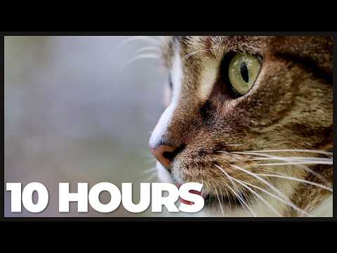 Cat TV: 10 Hours of Bird Watching, Nature Scenes & Relaxing Cat Music 🐦🌿 | Entertainment for Cats