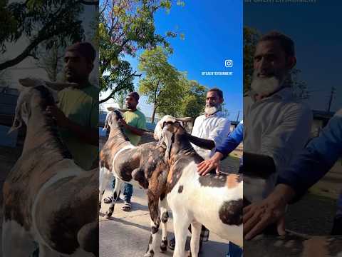 Shawaya Goat Farm Ke Gujri Khassi Bakre