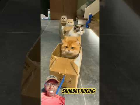 Kucing lucu naik kreta kardus #cat #kucing #kucinglucu #shortvideo #funny