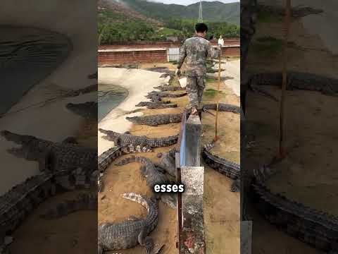 Tem muitos crocodilos aqui!