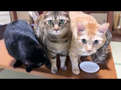 【猫8匹のおやつの時間】みんな一緒におやつを食べるとこうなりました…笑