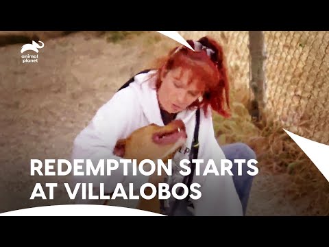 Abandoned Dog Saved, Parolees Share Their Raw Truth | Pit Bulls & Parolees S3 E2 | Animal Planet