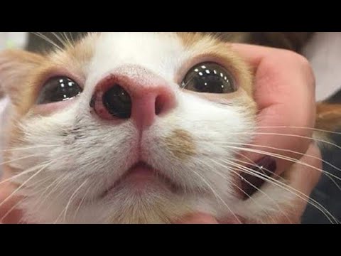 Gigantic Botfly Maggot Eliminated From Small Kitten #602