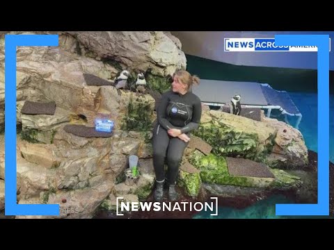 YouTube video thumbnail: New England Aquarium Creates 'Retirement Island' for Geriatric Penguins