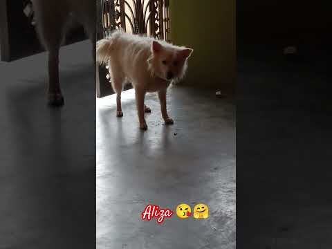 Aliza 🥰😘cute doggies🐶😍 loves pet ☺😘!! #shorts #ytshorts #viralshorts #dog #animals #trending