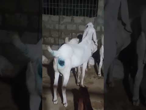 friend goat farm Qurbani 2026 ky bakre 🐐👌