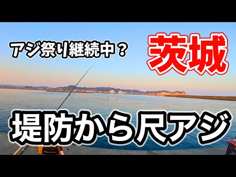 堤防から尺アジ狙いで釣りをした結果・・・