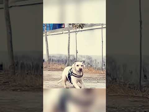 О такой собаке можно только мечтать!