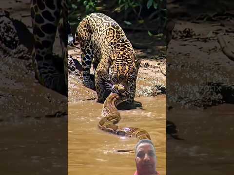 #tiger #leopard #animals #wildlife @##