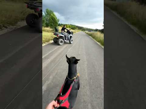 На что она рассчитывала ? 🗿 #доберман #dog #doberman #квадрацикл
