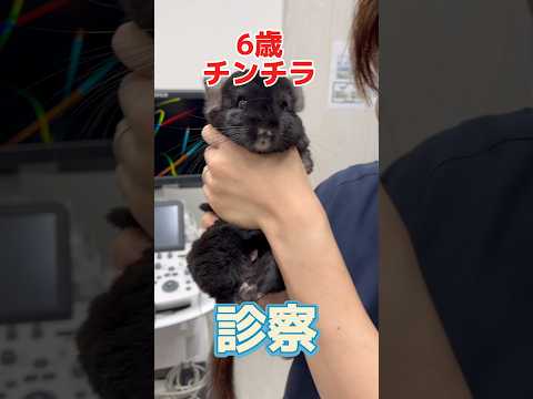 同居の犬に尻尾を噛まれて出血してる6歳のチンチラが動物病院にやって来た！