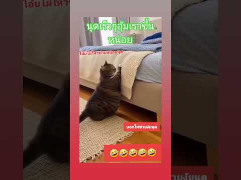 ช่วยเราหน่อยนุช #cat #แมว #แมวน่ารัก #แมวนำโชค #แมวกวนๆ #แมวพูดได้ #สาวใต้ป้ายroiet