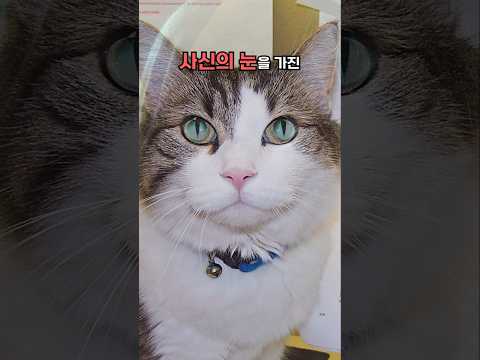 사신의 눈을 가진 고양이