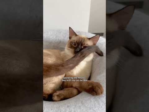what you won’t do for love cute cat trend 🥺👉🏻👈🏻 cute cats | tofu the siamese cat #cats