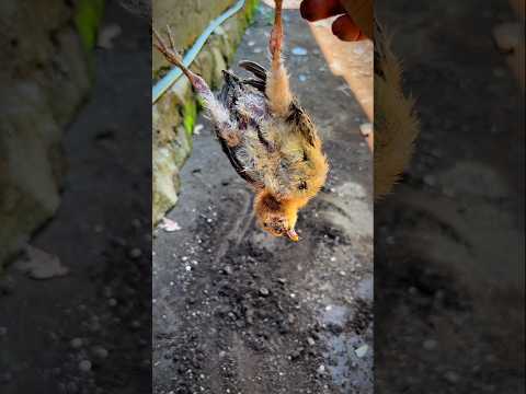 When time is up ( brown chick version ) #chicksong #chickensong