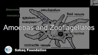 Zooflagellates