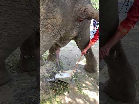 คุณชาย  #anime #elephant #india #viralvideo #yearofyou #viral #ช้าง