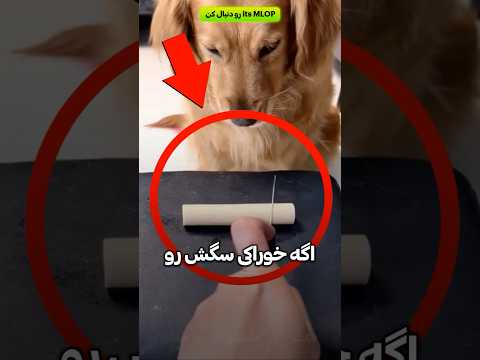 برای همینه که سگ ها انقدر گوگولن🐕