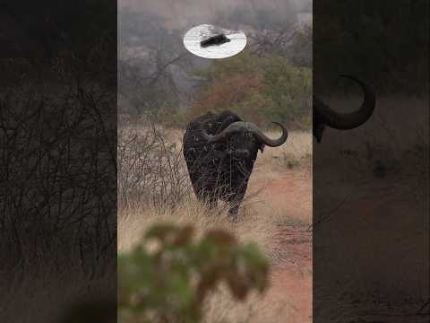 5 shots on buffalo finally put him down! #hunting #buffalohunting #huntingbig5 #jagd #huntinginsa