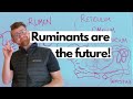 Exploring the Ruminant Digestive System