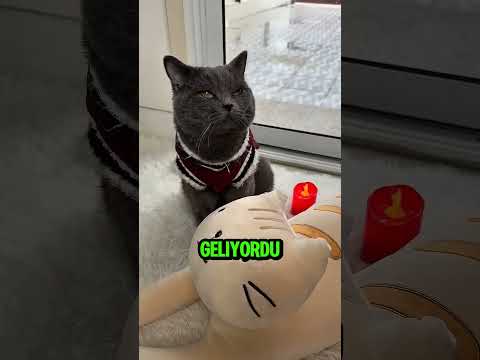 Kedinin Yeni arkadaşı❤😊