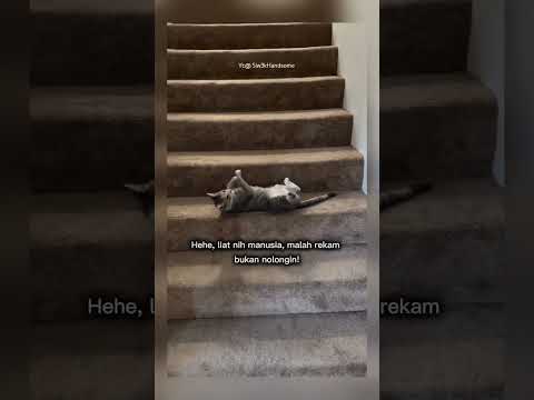 kucing ini lucu guling - guling #shorts #short