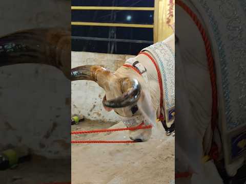 LOADING ANGRY KANKREJ COW OF HOSSAIN DAIRY FARM GOLBARI #trending