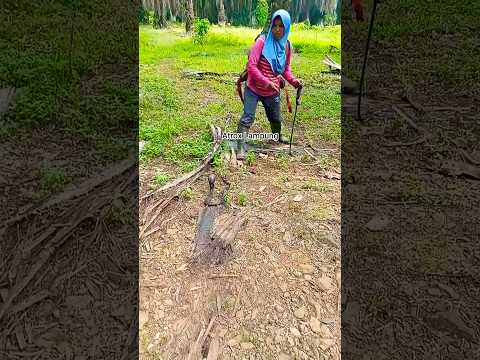 Tiba tiba ada Ul4r c0bra melintas #snake #ular