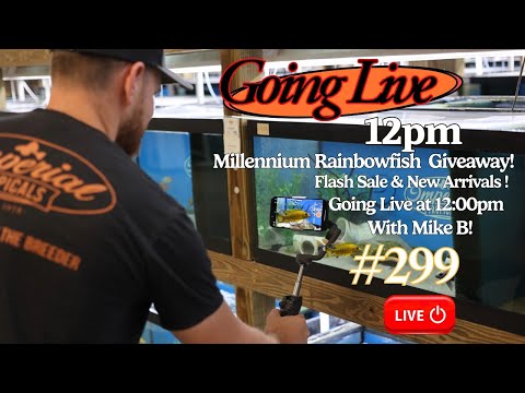 LIVE Giveaway & New Arrivals! Win a Millennium Rainbow fish This Friday at 12 pm EST!