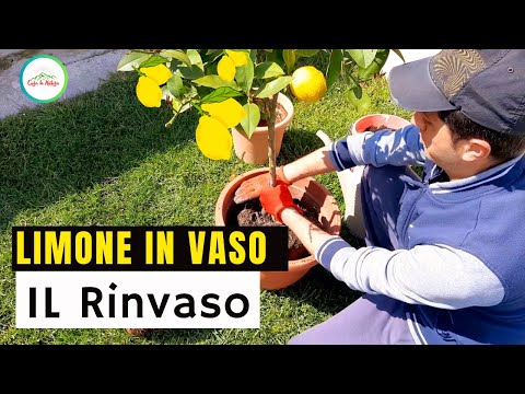 RINVASO LIMONE - COME E QUANDO FARLO E PERCHÈ