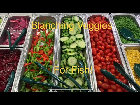 Preparing veggies for your fish, turtles and inver How to blanch veggies for your aquatic pets, allowing them to enjoy veggies easier (softer) and with