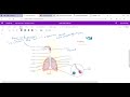 Functions of the Respiratory System