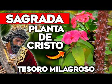 ¡La PLANTA SAGRADA! La CORONA de CRISTO o ESPINA de CRISTO Cuidados y Propiedades | Hogar y Jardín