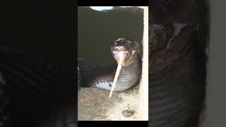 #snake