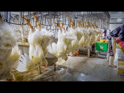 Chicken Egg Incubation Process - Broiler Farming Technology - Million Dollar Poultry Processing Line