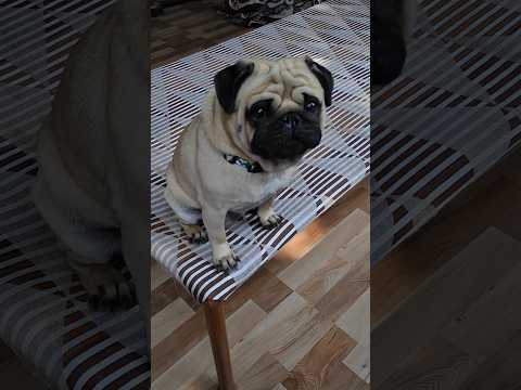 wife ke upar joke 🤣 #funny #comedy 🤣