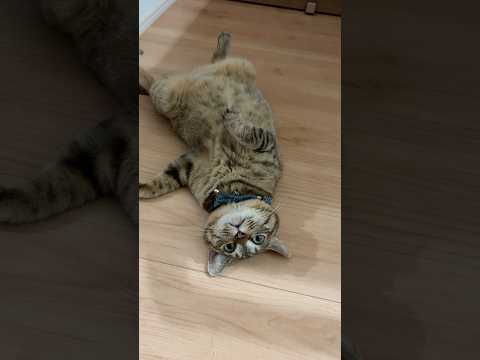 へそ天猫が可愛い#動物 #猫のいる暮らし #cute #cat #shorts
