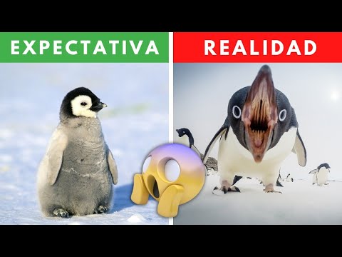 TOP 5 ANIMALES QUE SON MÁS PELIGROSOS DE LO QUE CREES