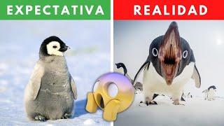 TOP 5 ANIMALES QUE SON MÁS PELIGROSOS DE LO QUE CREES