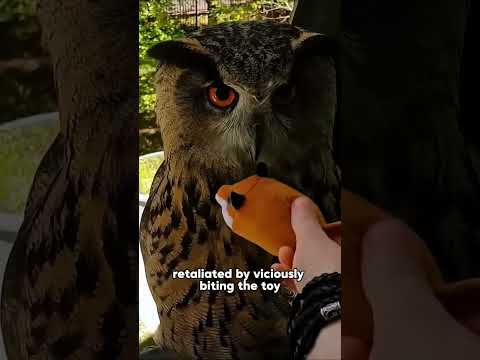 The fate of owls and girls.#foryou #animals