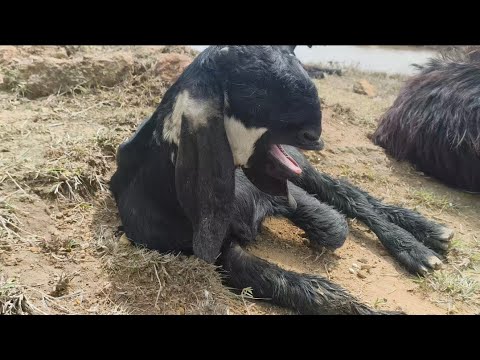 बारिश के बाद भेड़ और बकरिया | Goat And Sheep