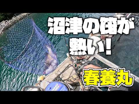 沼津に熱い釣り場が出現！淡島の至近距離で筏からの黒鯛（チヌ）釣り【黒鯛釣り】【紀州釣り】【釣武者】