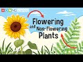 Plant Classification and Characteristics
