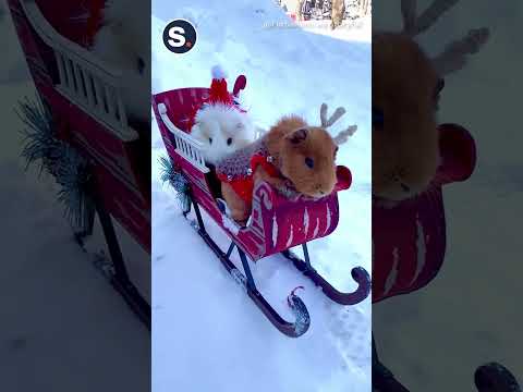 Festively Attired Guinea Pigs Go for Sleigh Ride