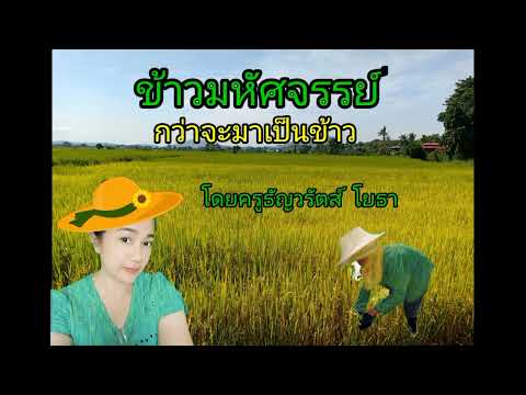 ข้าวมหัศจรรย์#กว่าจะมาเป็นข้าว#