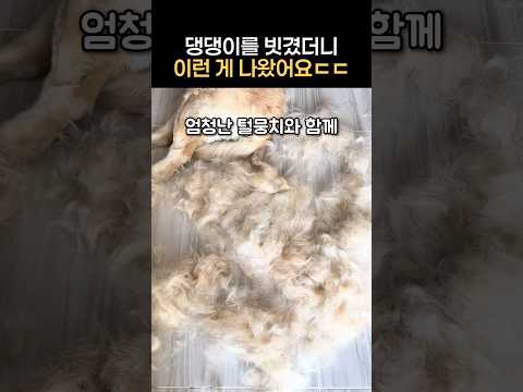 댕댕이를 빗겼더니 이런 게 나왔다 ㄷㄷ