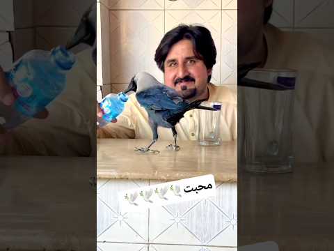 piasa tha Pani penay Aya tha last tak Dekho #crow #pakistan #youtubeshorts #birds #crowlove#trending